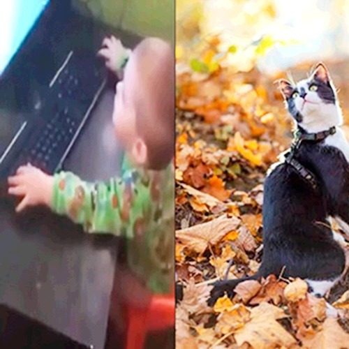 Furry